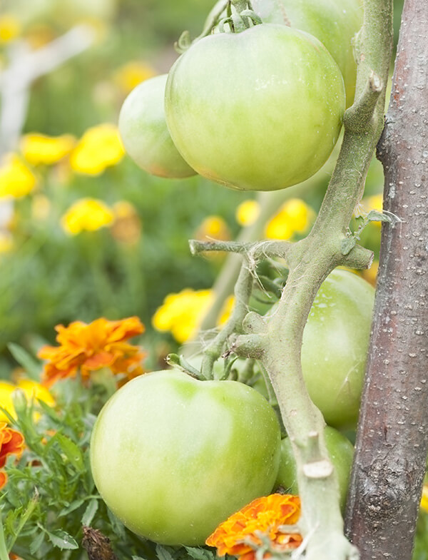 Marigolds and Tomatoes