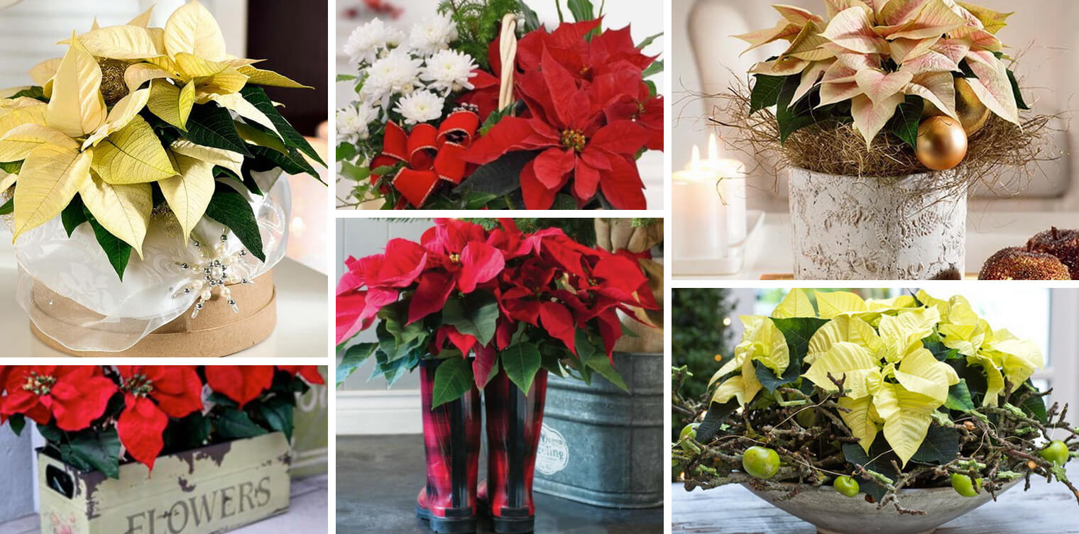 Decorating With And Caring For Poinsettias