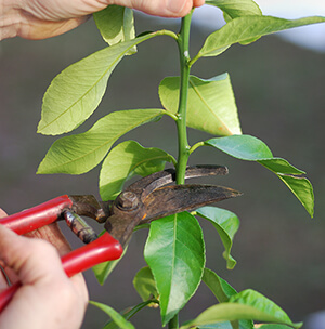 Pruning Citrus Trees