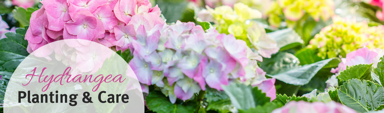 Hydrangea Care | Plant Facts & More - SummerWinds