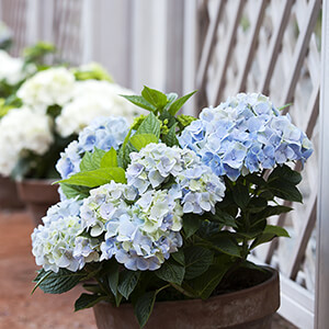 Fertilizing Hydrangeas Fertilizing Hydrangeas