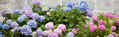 Pruning Hydrangeas Pruning Hydrangeas