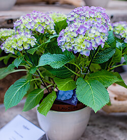 Hydrangea Care | Plant Facts & More - SummerWinds