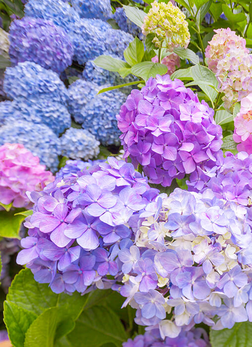 Hydrangea Care Plant Facts &amp; More SummerWinds