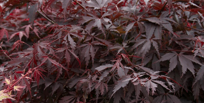 Japanese Maple Varieties | Tree Facts & Info - SummerWinds