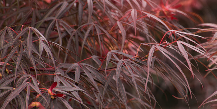 Japanese Maple Varieties | Tree Facts & Info - SummerWinds