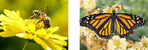 Bees and Butterflies Bees and Butterflies
