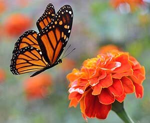 Butterfly on Marigold Butterfly on Marigold