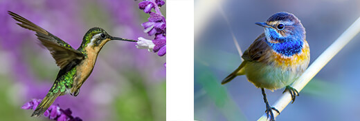 Hummingbirds and Birds Hummingbirds and Birds