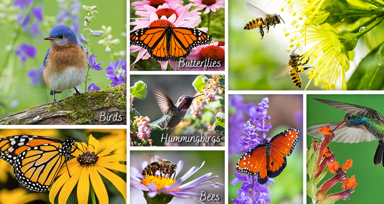 Attract Pollinators | Info & More - SummerWinds