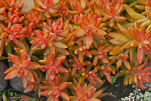 Succulents | Varieties | California SummerWinds Nursery