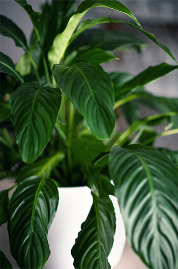 Houseplants Houseplants