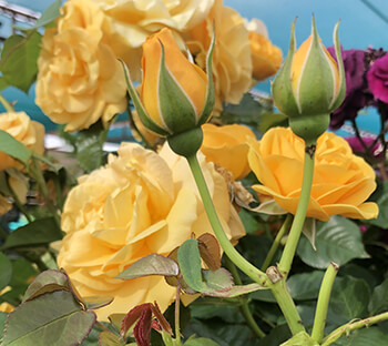 Roses Roses