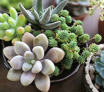 Succulents and Cactus Succulents and Cactus