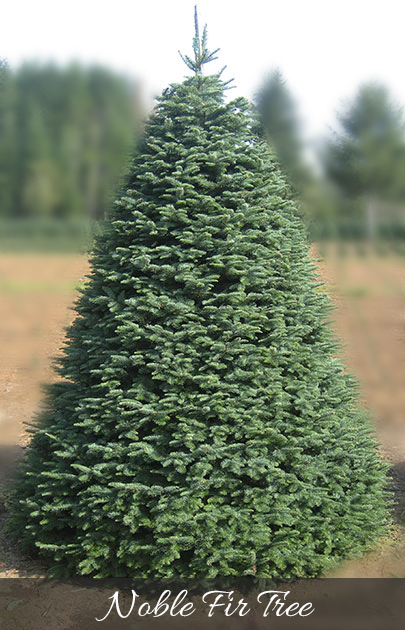 Noble Fir Christmas Trees Noble Fir Christmas Trees