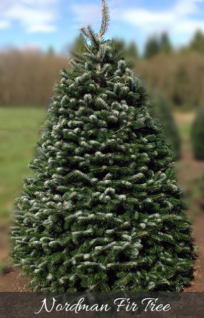Nordman Fir Christmas Trees Nordman Fir Christmas Trees