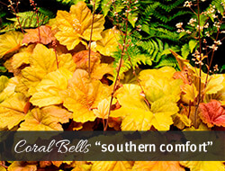 Southern Comfort Coral Bells Southern Comfort Coral Bells