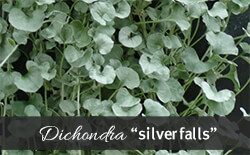 Dichondra