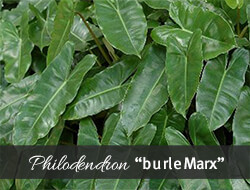 Burle Marx Philodendron