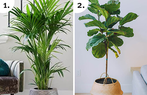 Best Houseplants Best Houseplants