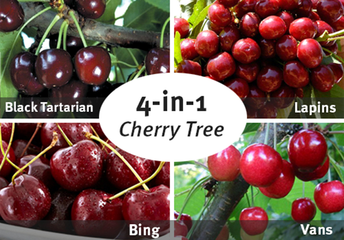 2019 Bare Root Fruit Trees | Tree Types & More - SummerWinds