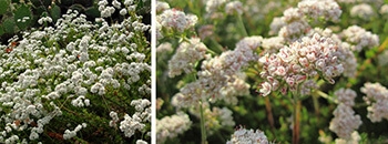 California Natives California Natives