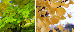 Ginko Trees Ginko Trees