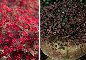 Loropetalum Loropetalum