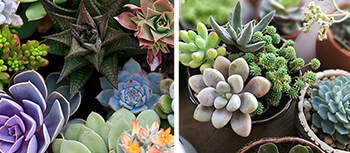 Succulents Succulents