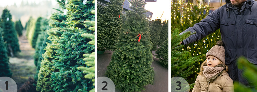 Grown For You For The Holidays Grown For You For The Holidays