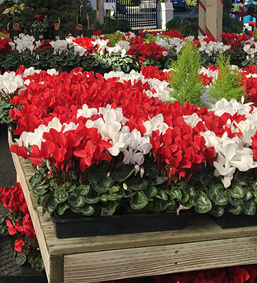 red and white cyclamen red and white cyclamen