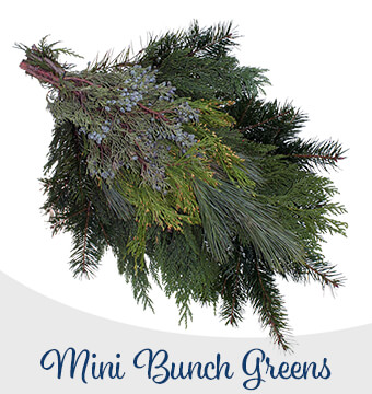 Fernhill Mini Evergreen Bunch Fernhill Mini Evergreen Bunch