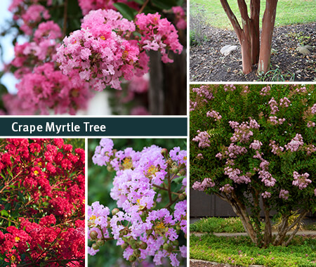 Create Shade Plant A Tree | California | SummerWinds Nursery