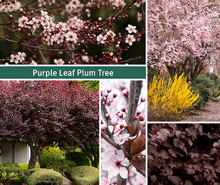 Purple Leaf Plum Tree Purple Leaf Plum Tree