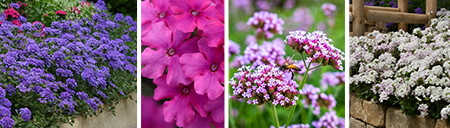 Verbena Verbena