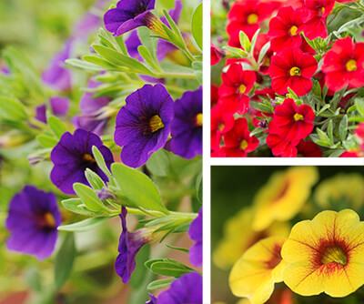Calibrachoa Calibrachoa