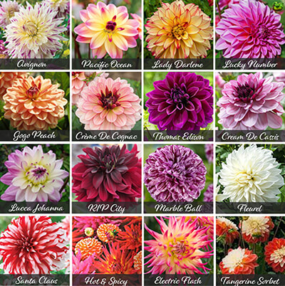 Dahlia Bulbs Dahlia Bulbs