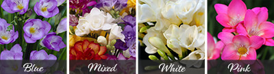 Freesia Bulbs Freesia Bulbs