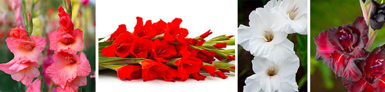 Gladiolus Bulbs Gladiolus Bulbs