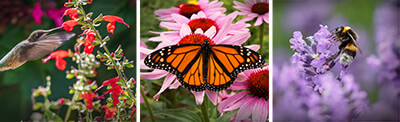 Plants that attract Plants that attract