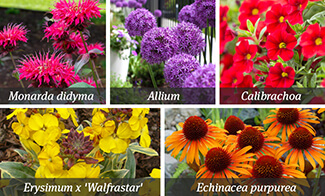 Bright Perennials Bright Perennials