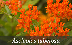 Orange Perennials Orange Perennials