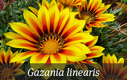 Yellow Orange Perennials Yellow Orange Perennials