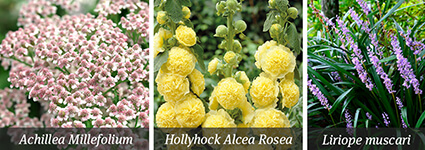 Pastel Perennials Pastel Perennials