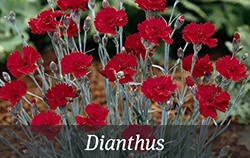 Red Perennials Red Perennials