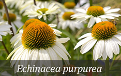 White Perennials White Perennials