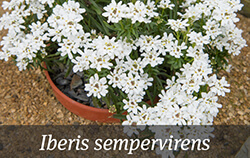 White Perennials White Perennials