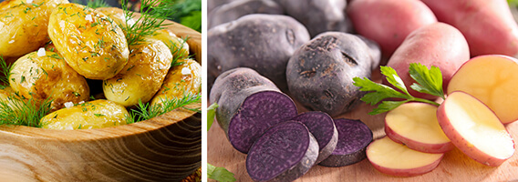 Potato Bulbs Potato Bulbs