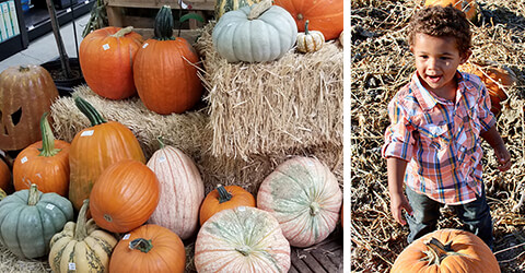 Pumpkins In-Store Pumpkins In-Store