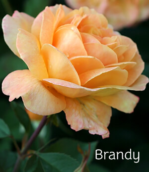 Brandy Rose Brandy Rose
